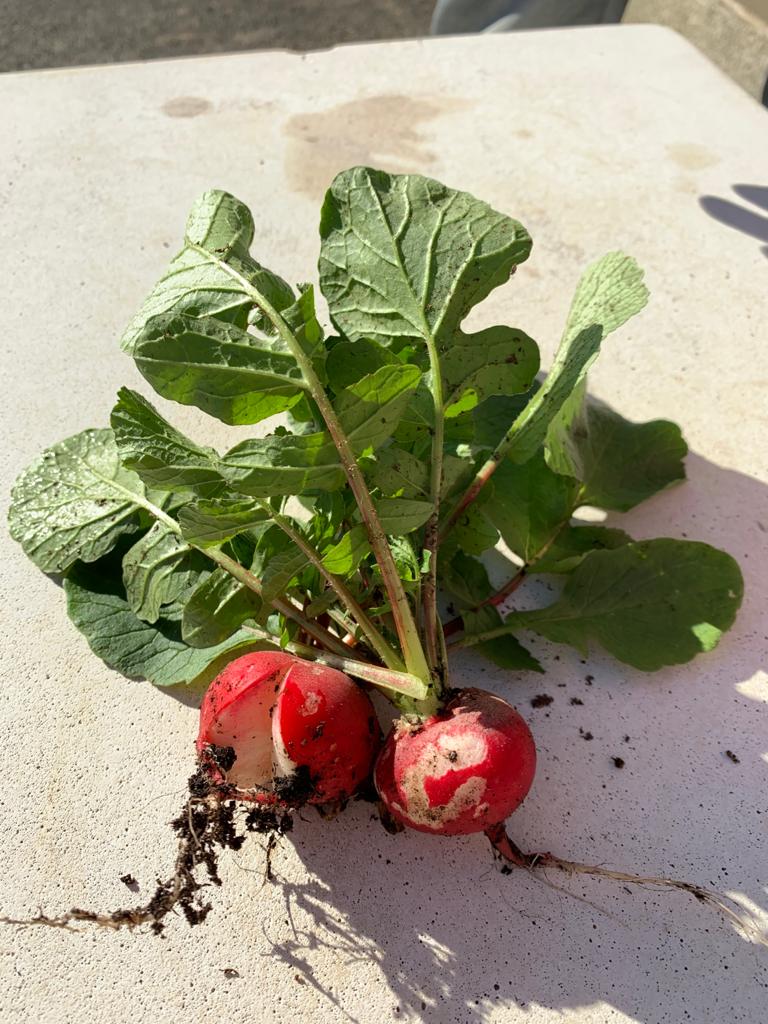 HUERTA