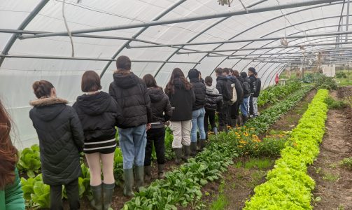 Hondarribiko azoka, Sorburu baratza eta Laborera irteerak