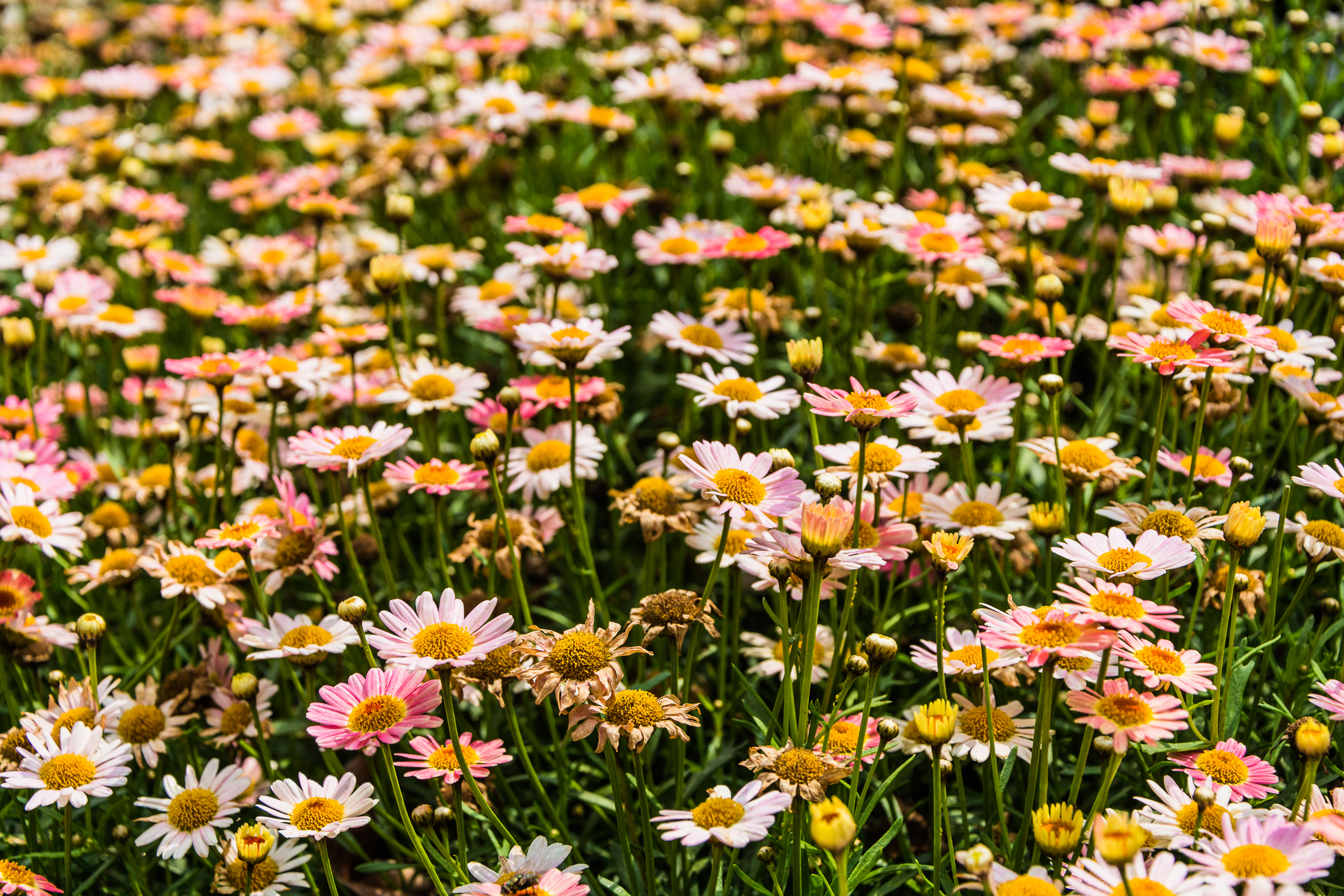 Ondo pasa oporretan!